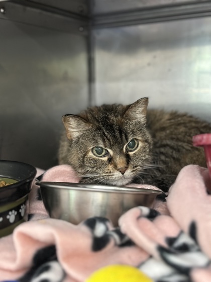 Miss Kitty, an adoptable Domestic Short Hair in Rhinelander, WI, 54501 | Photo Image 1