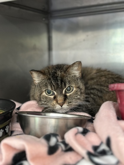 Miss Kitty, an adoptable Domestic Short Hair in Rhinelander, WI, 54501 | Photo Image 2
