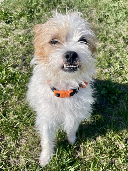 Eggbert, an adoptable Parson Russell Terrier, Mixed Breed in Willmar, MN, 56201 | Photo Image 1