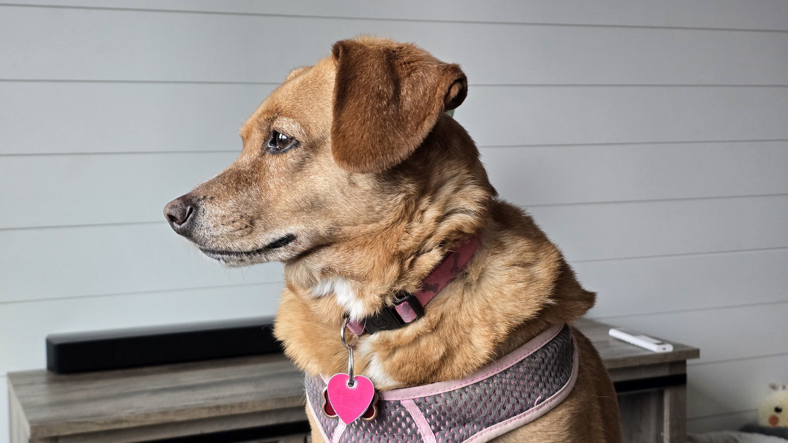 Molly D2104 - ADOPTION BEING FINALIZED