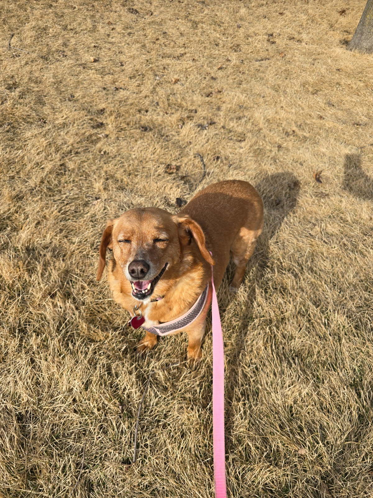 Molly D2104 - ADOPTION BEING FINALIZED