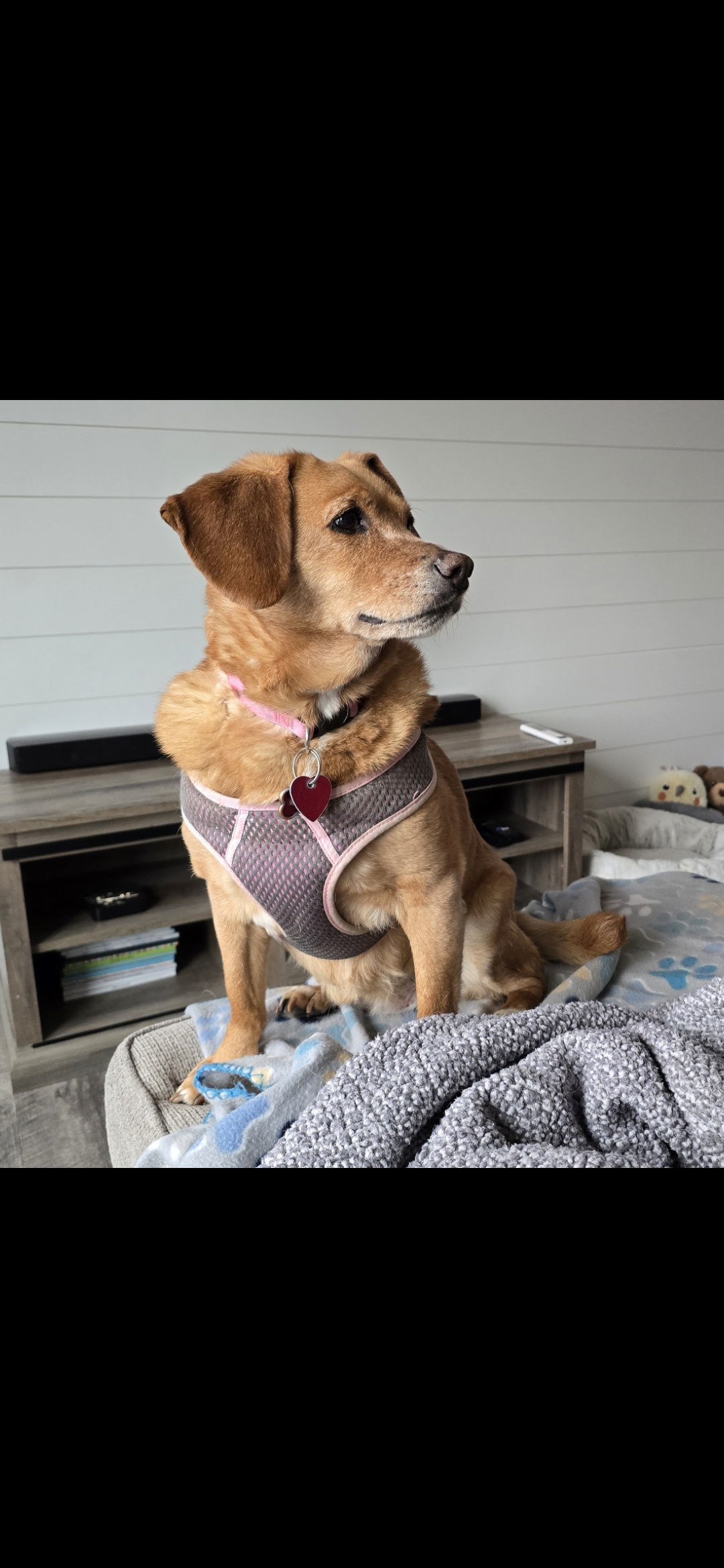Molly D2104 - ADOPTION BEING FINALIZED