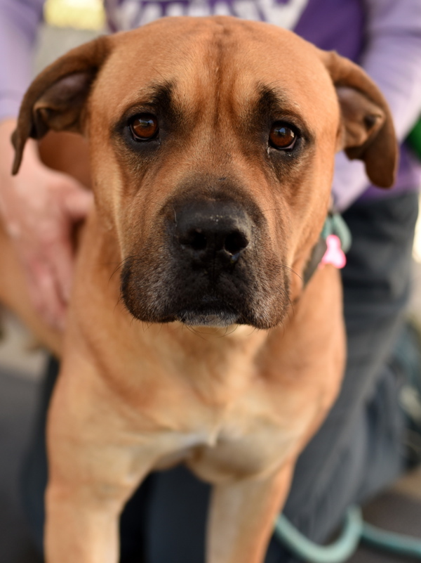 Max, an adoptable Pit Bull Terrier, Bullmastiff in Roanoke, VA, 24012 | Photo Image 1