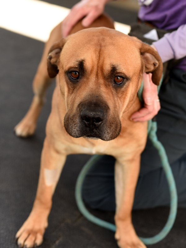 Max, an adoptable Pit Bull Terrier, Bullmastiff in Roanoke, VA, 24012 | Photo Image 2
