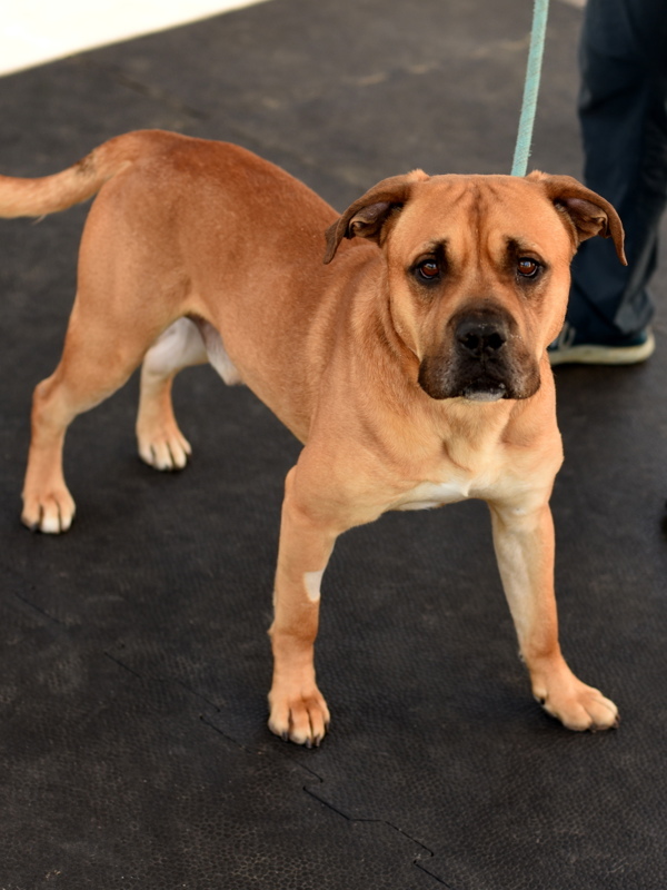 Max, an adoptable Pit Bull Terrier, Bullmastiff in Roanoke, VA, 24012 | Photo Image 3