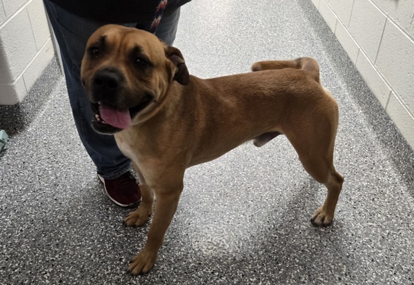 Max, an adoptable Pit Bull Terrier, Bullmastiff in Roanoke, VA, 24012 | Photo Image 4