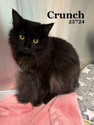 Meet Crunch  Munch - a purrfect pair These bonded brothers are 6-month-old fluffy sweethearts look