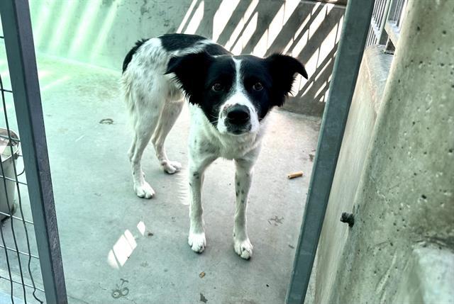 CHICO