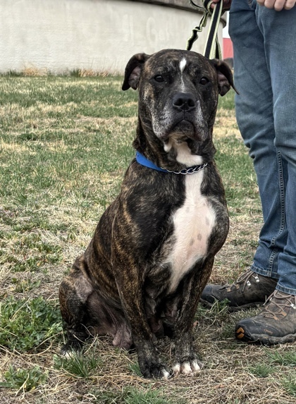 Juno, an adoptable Boxer, Mastiff in McCook, NE, 69001 | Photo Image 1