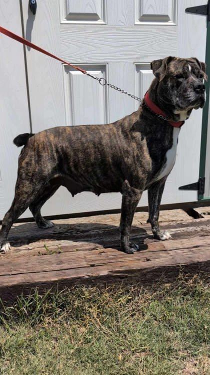 Juno, an adoptable Boxer, Mastiff in McCook, NE, 69001 | Photo Image 1