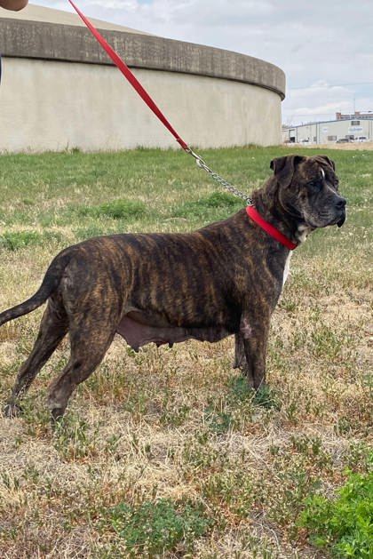 Juno, an adoptable Boxer, Mastiff in McCook, NE, 69001 | Photo Image 2
