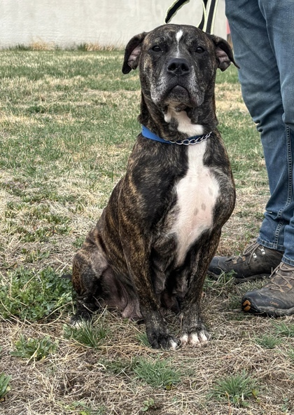Juno, an adoptable Boxer, Mastiff in McCook, NE, 69001 | Photo Image 2