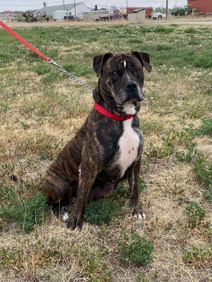 Juno, an adoptable Boxer, Mastiff in McCook, NE, 69001 | Photo Image 3
