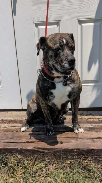 Juno, an adoptable Boxer, Mastiff in McCook, NE, 69001 | Photo Image 3