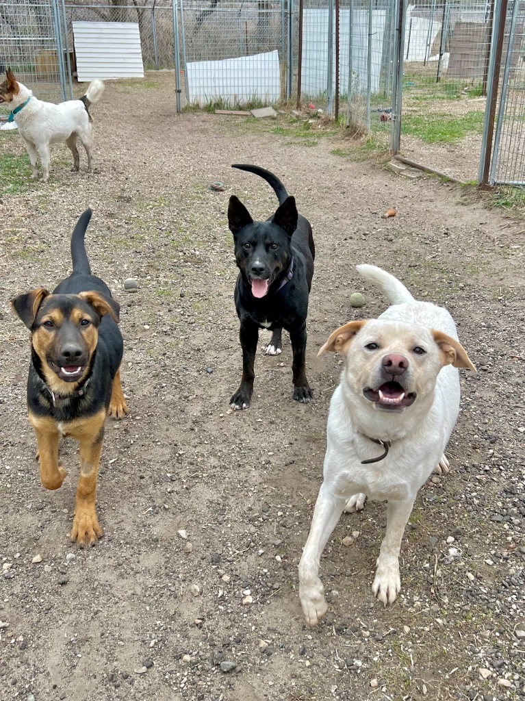 Pal