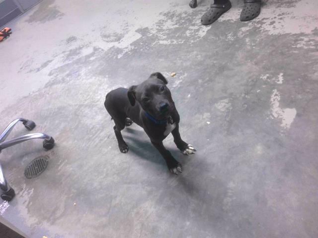 BUCKEY