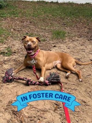 Hiya Im Zowie a loving girl looking for my forever family Im a sweet and playful pup and I hav