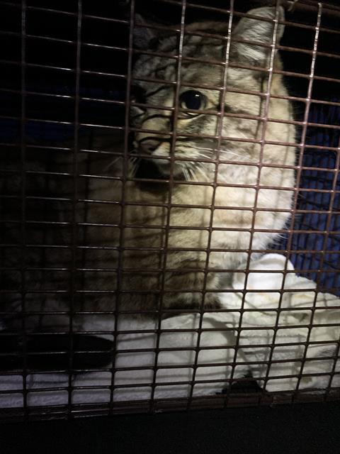 MEOW MIX