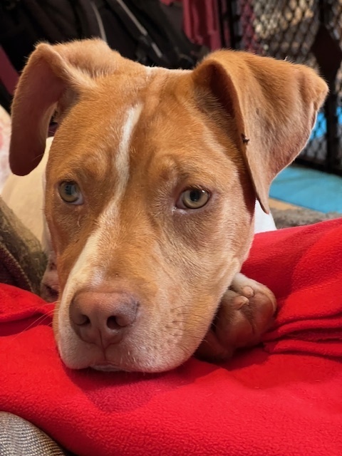 Fiona (Gaither St. Litter)