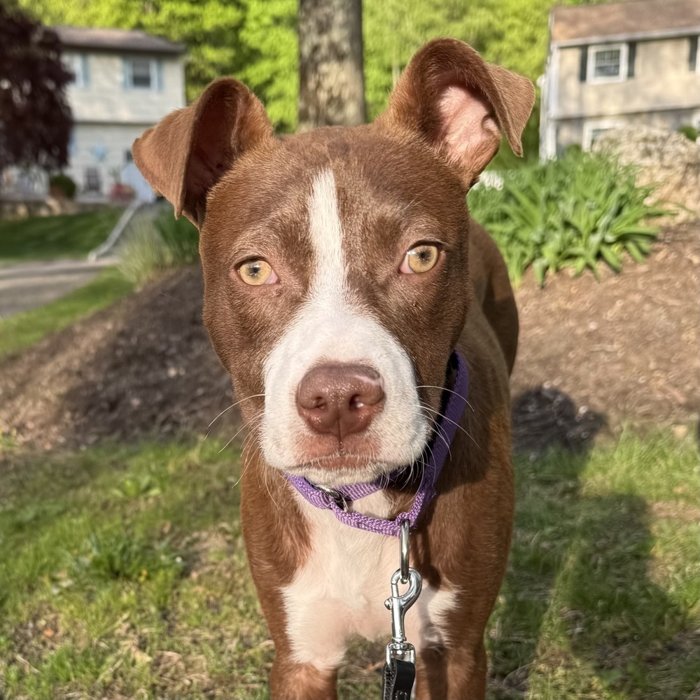 Roxie (Gaither St. Litter)
