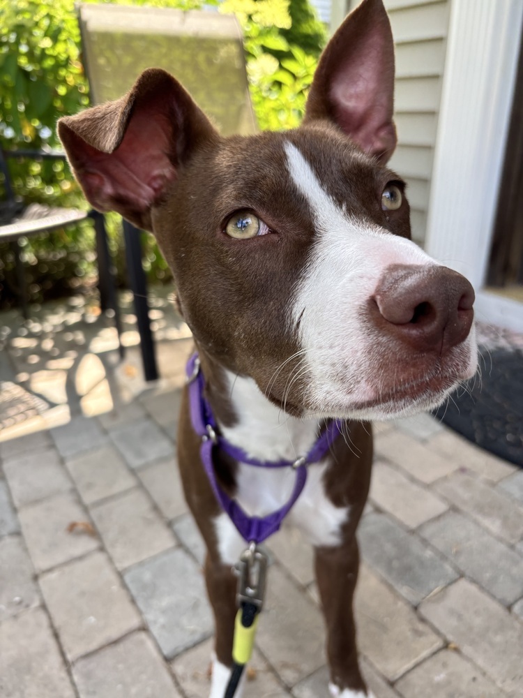Roxie (Gaither St. Litter)