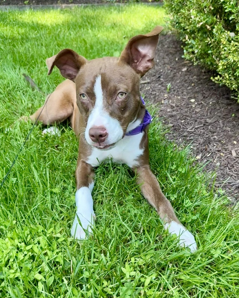 Roxie (Gaither St. Litter)