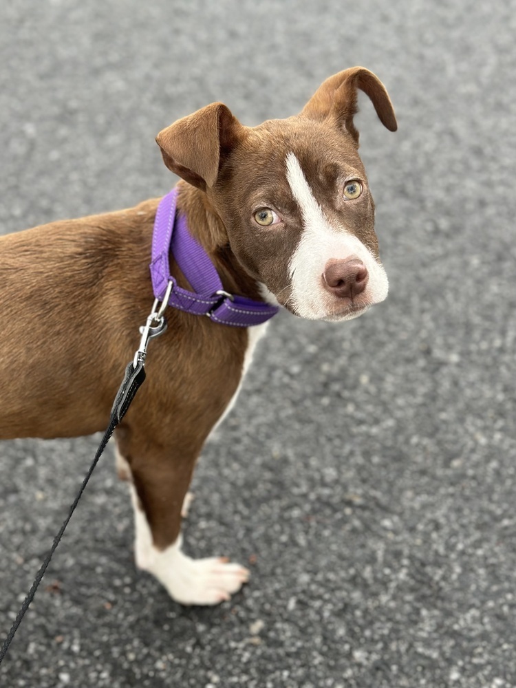 Roxie (Gaither St. Litter)