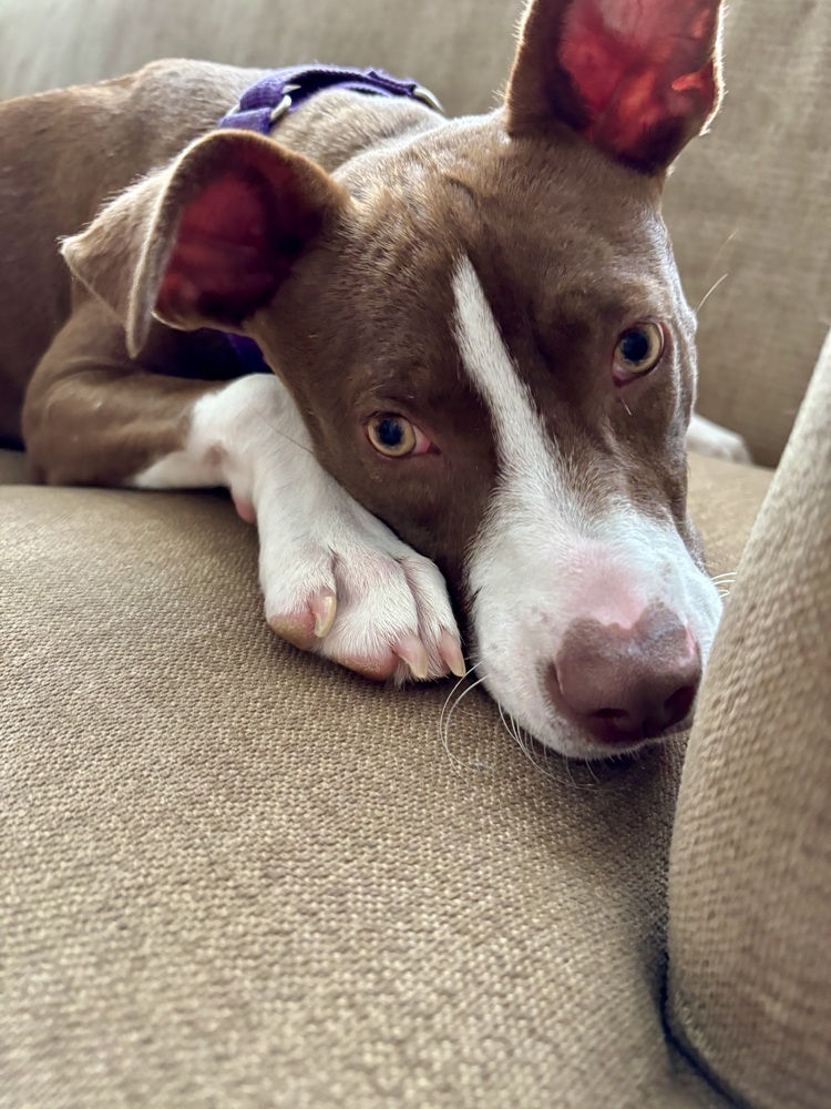 Roxie (Gaither St. Litter)