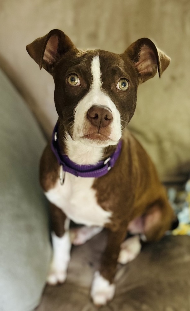 Roxie (Gaither St. Litter)