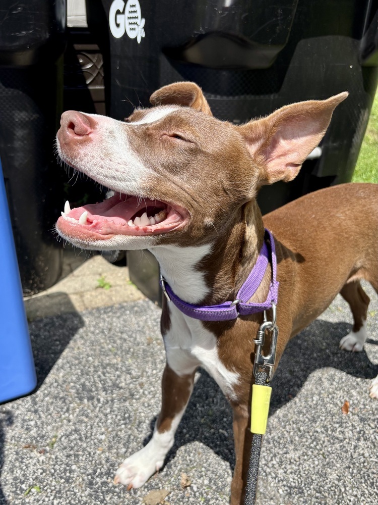 Roxie (Gaither St. Litter)