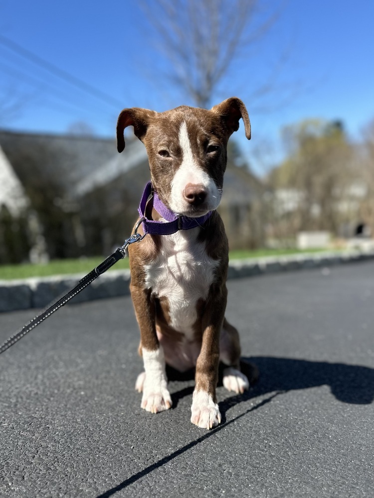 Roxie (Gaither St. Litter)
