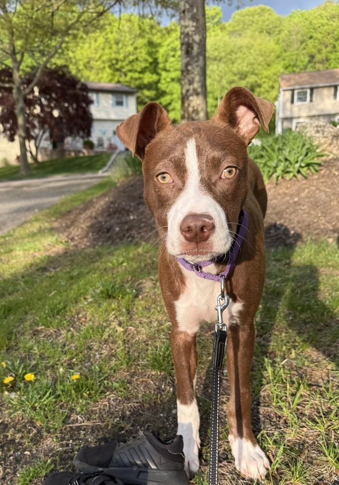 Roxie (Gaither St. Litter)