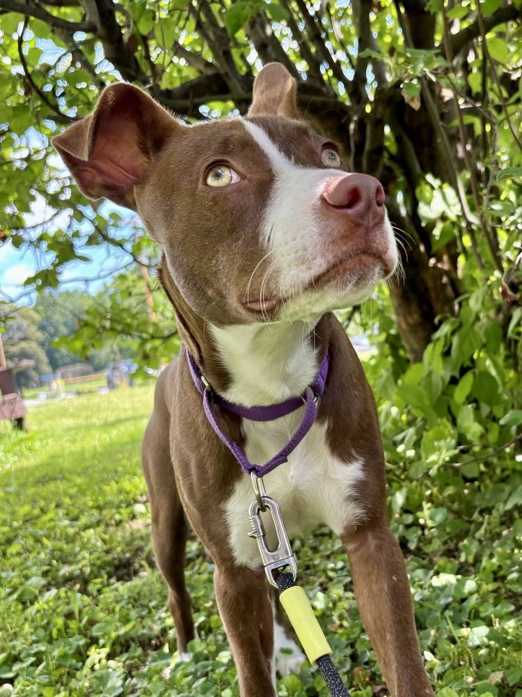 Roxie (Gaither St. Litter)