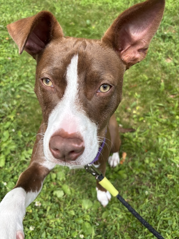 Roxie (Gaither St. Litter)