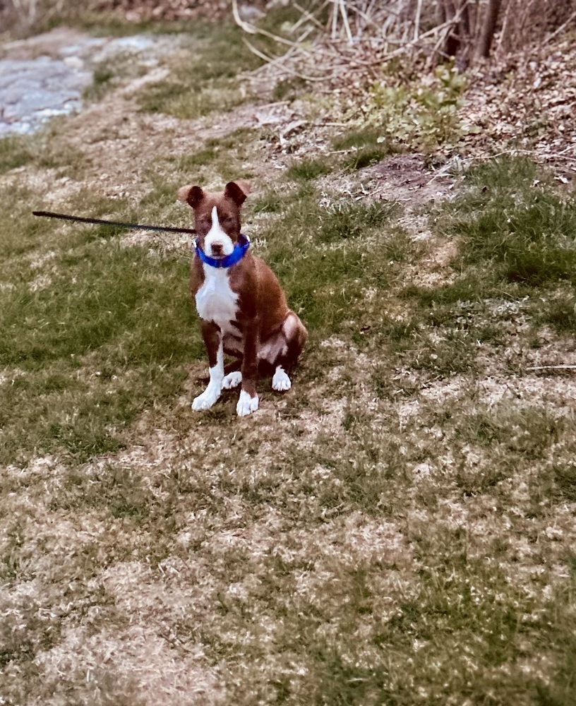 Roxie (Gaither St. Litter)