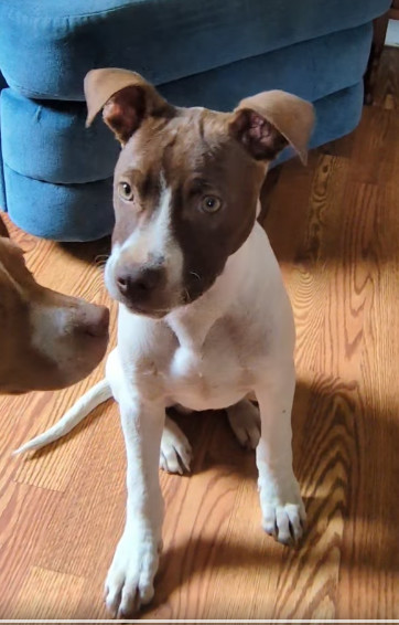 Finn (Gaither St. Litter)