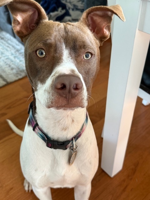 Finn (Gaither St. Litter)