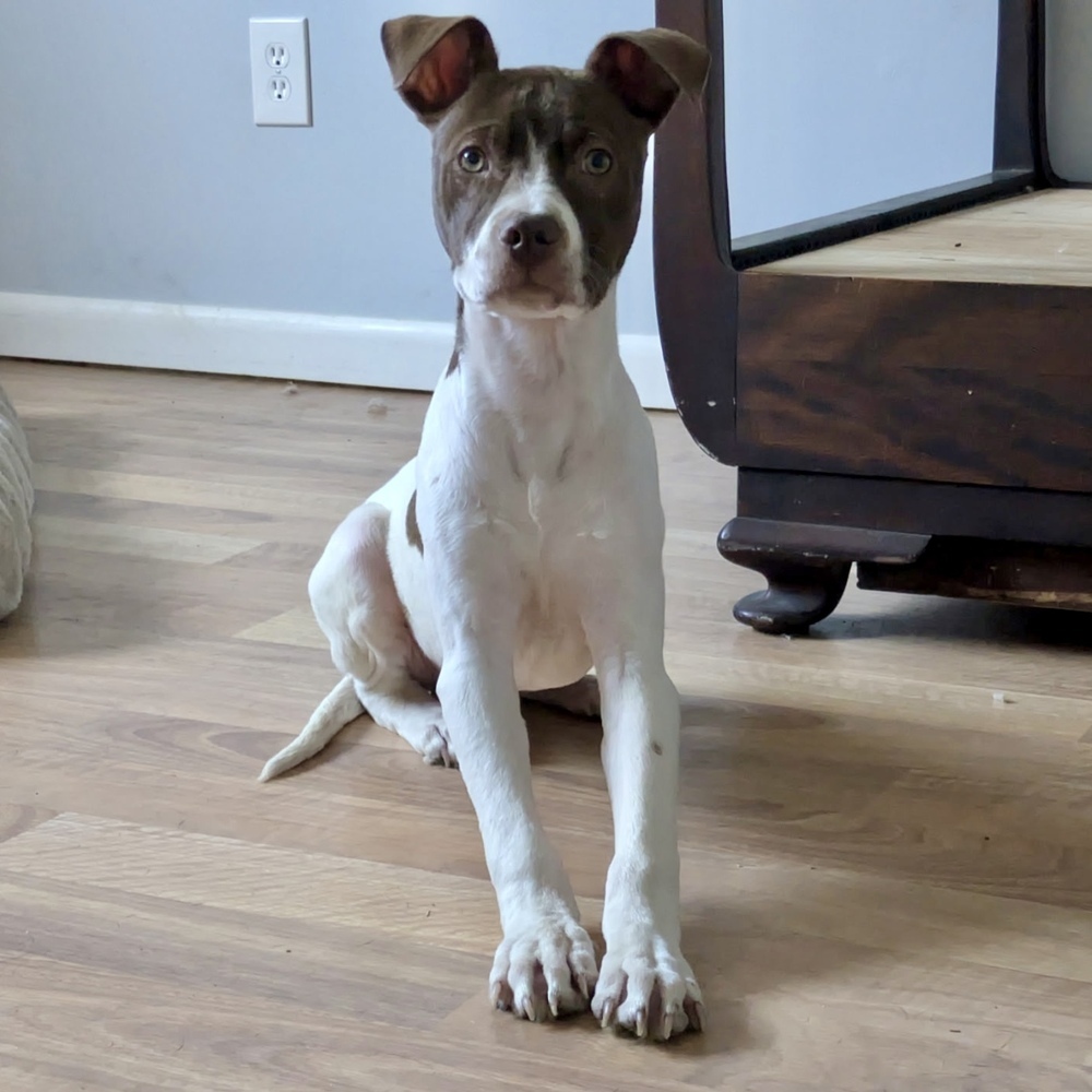 Finn (Gaither St. Litter)
