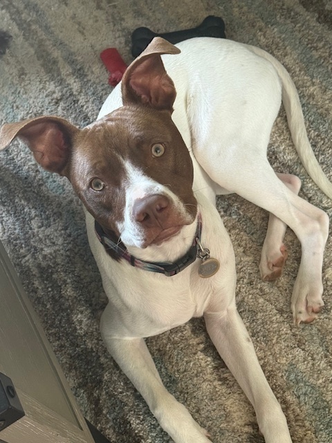 Finn (Gaither St. Litter)