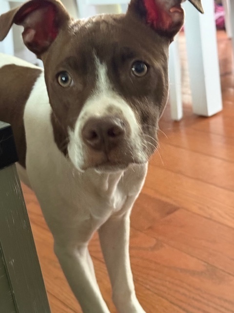 Finn (Gaither St. Litter)