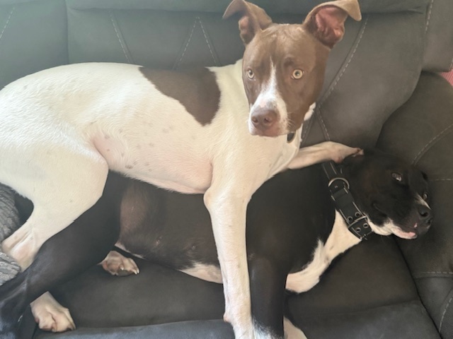 Finn (Gaither St. Litter)