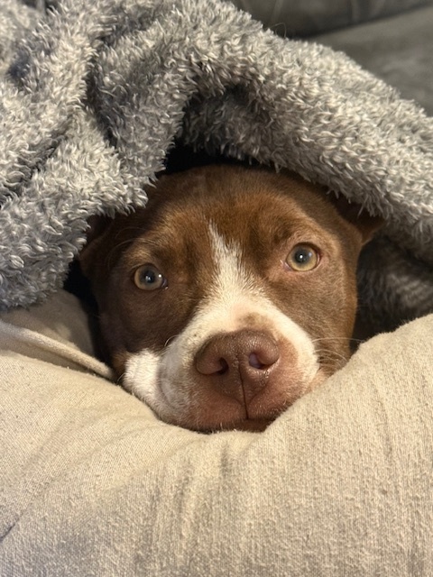 Finn (Gaither St. Litter)