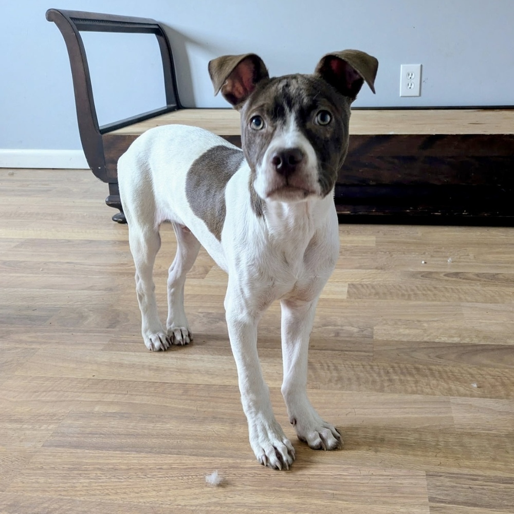 Finn (Gaither St. Litter)