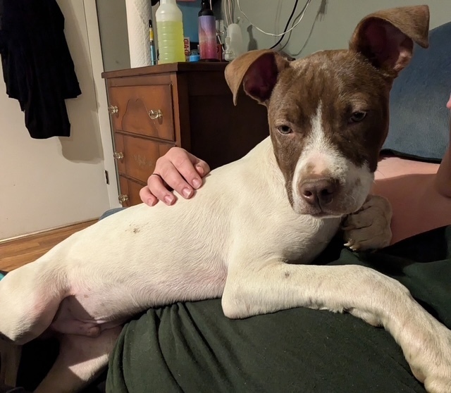 Finn (Gaither St. Litter)