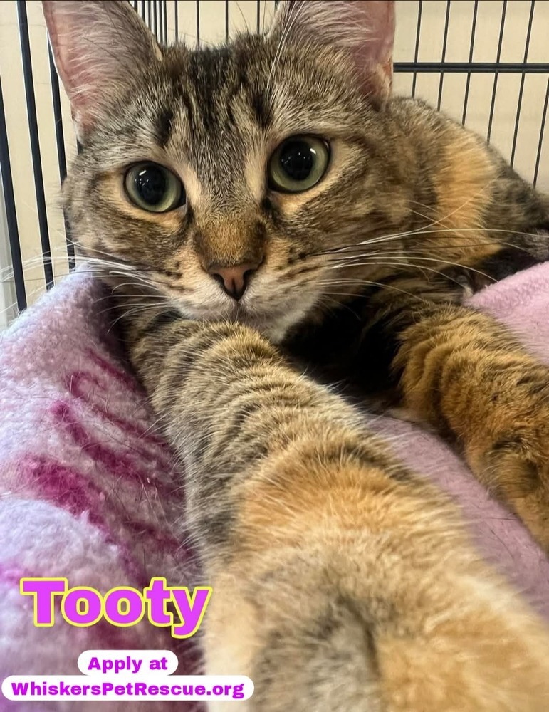 Tooty
