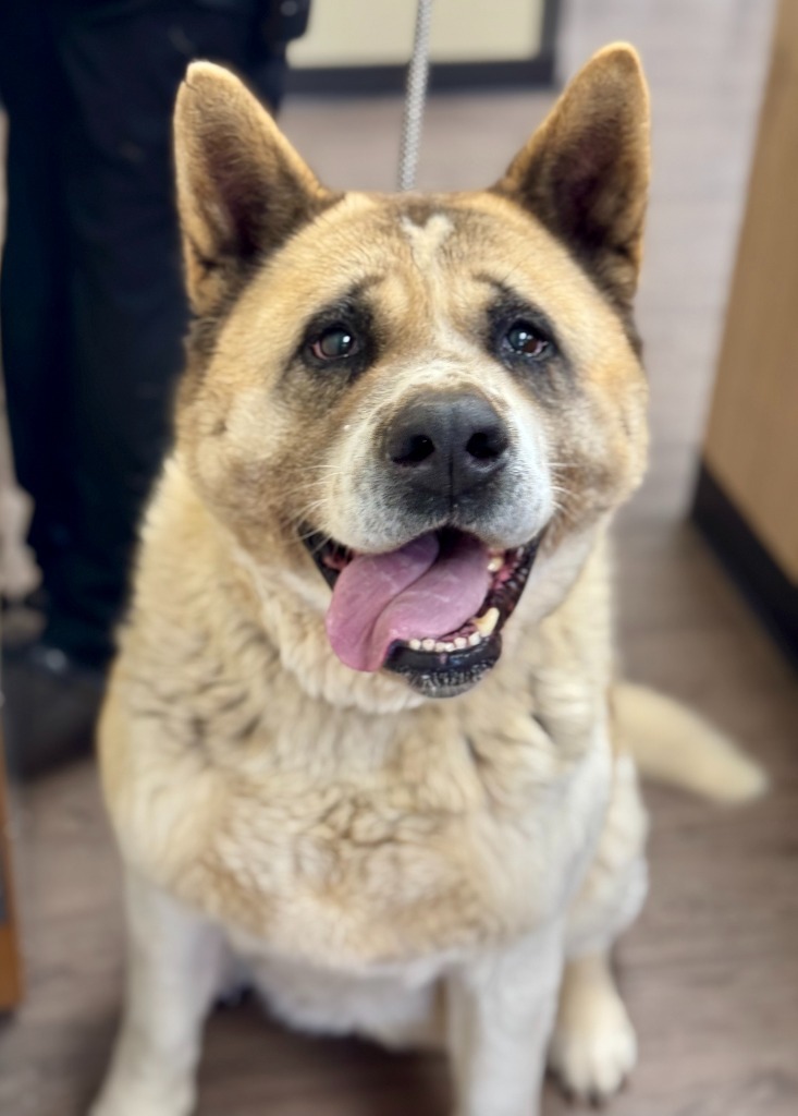 Miku, an adoptable Akita in Gillette, WY, 82716 | Photo Image 1