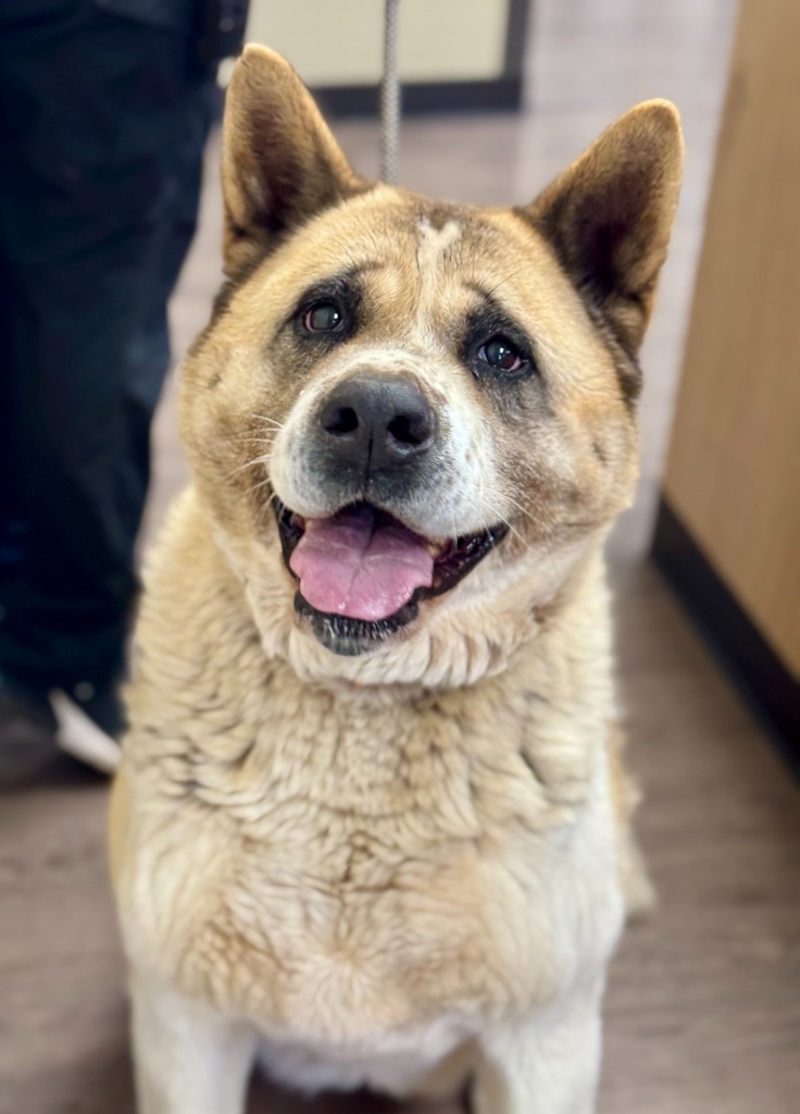 Miku, an adoptable Akita in Gillette, WY, 82716 | Photo Image 2