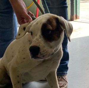 Skye, Young Female unknown