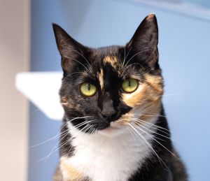 A Calico girl Im Vini and a bigger bundle of energy and joy youve never seen Love the rubs and