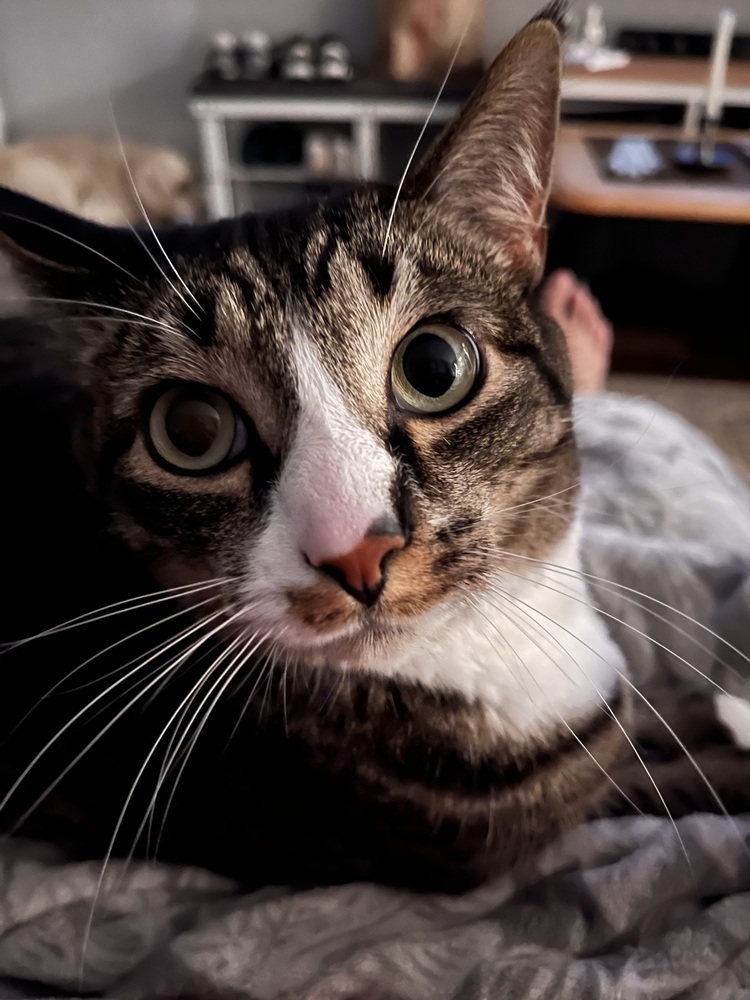 Pudge